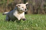 LABRADOR 343